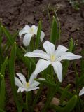 Chionodoxa luciliae f. alba