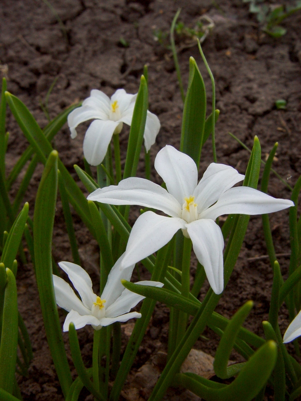 Image of Chionodoxa luciliae f. alba specimen.