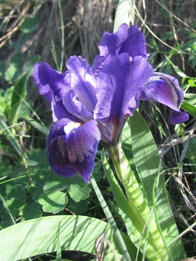 Image of Iris pumila specimen.