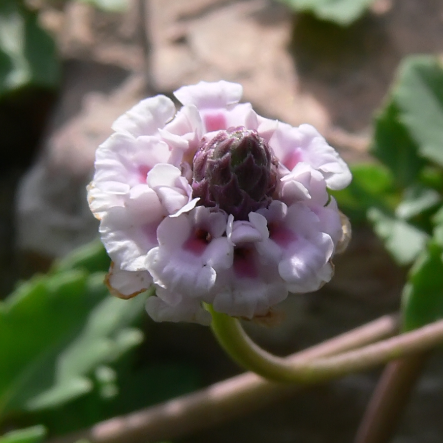 Image of Lippia nodiflora specimen.