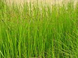 Eleocharis kamtschatica