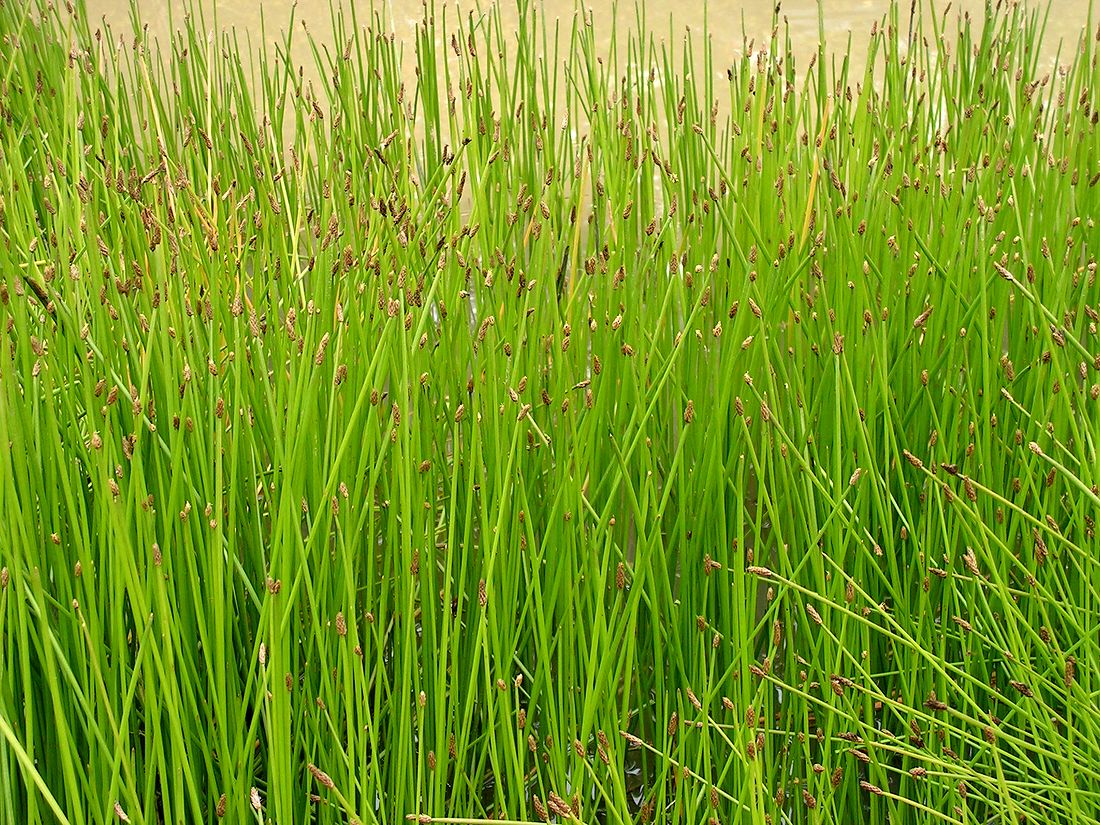 Image of Eleocharis kamtschatica specimen.
