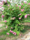 Lagerstroemia indica. Цветущий куст. Хорватия, Истрия, пос. Баньоле, обочина дороги. 03.09.2012.