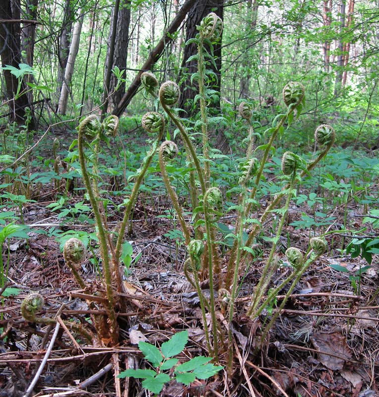 Изображение особи Dryopteris filix-mas.