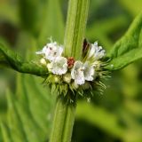 Lycopus europaeus. Соцветие. Смоленская обл., Смоленский р-н, окр. Каспли. 31.07.2012.