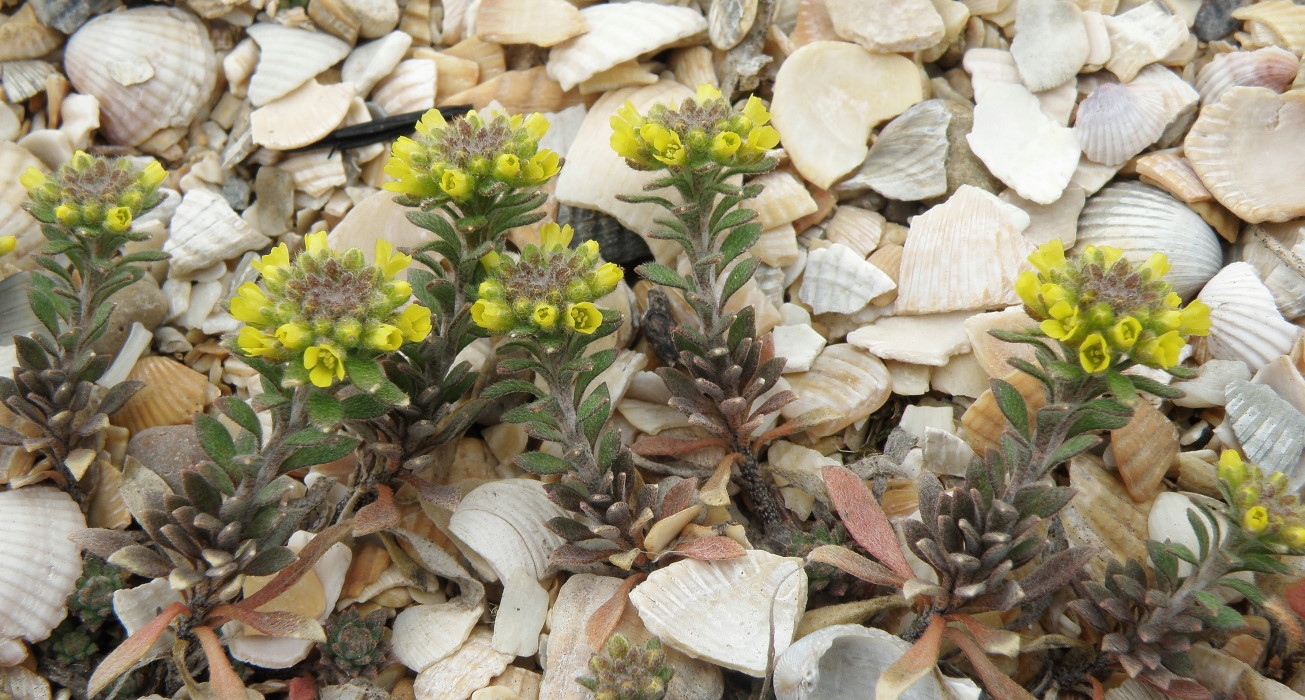 Image of Alyssum simplex specimen.