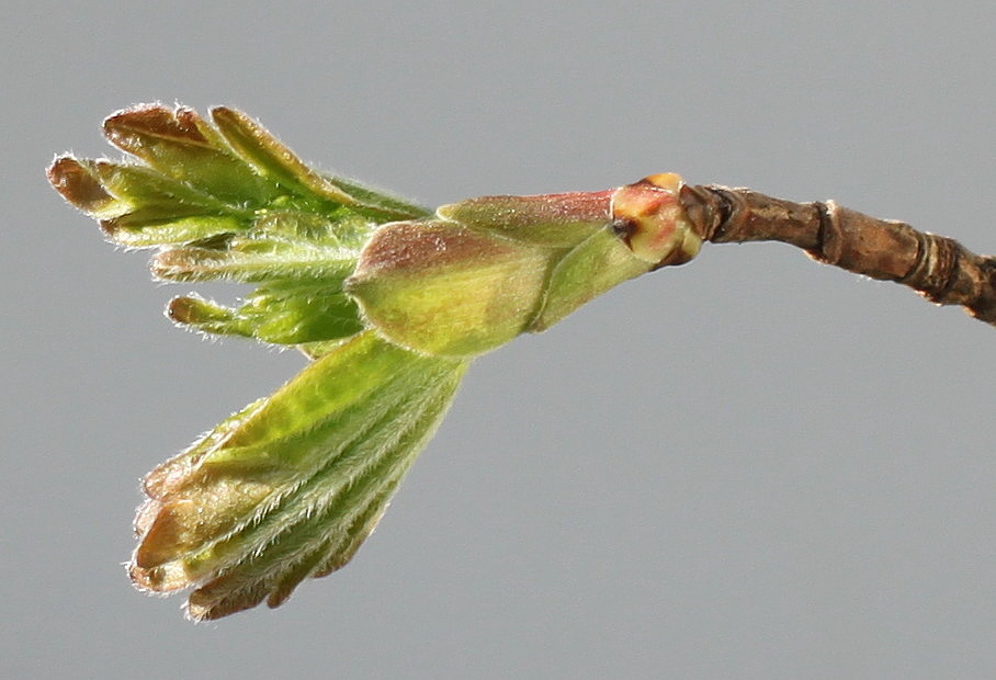 Image of Acer campestre specimen.