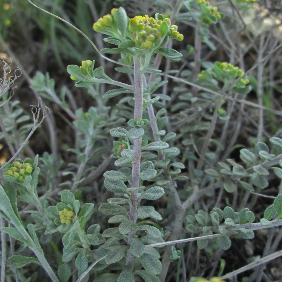 Image of Odontarrhena tortuosa specimen.