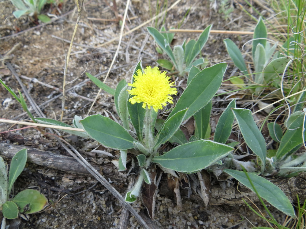 Изображение особи Pilosella officinarum.