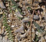 Astragalus subspecies haarbachii