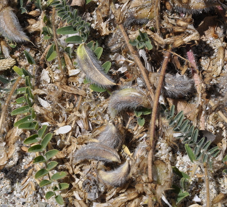 Image of Astragalus suberosus ssp. haarbachii specimen.