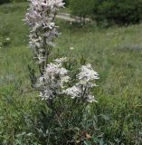 Clematis lathyrifolia