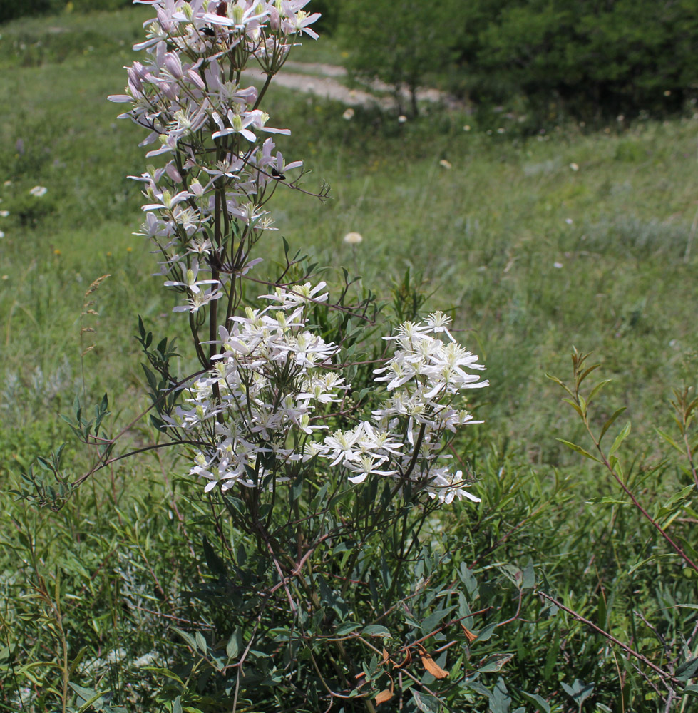 Изображение особи Clematis lathyrifolia.