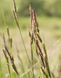 Carex juncella