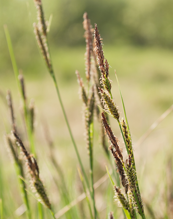 Изображение особи Carex juncella.