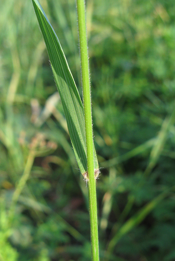 Image of Brachypodium sylvaticum specimen.