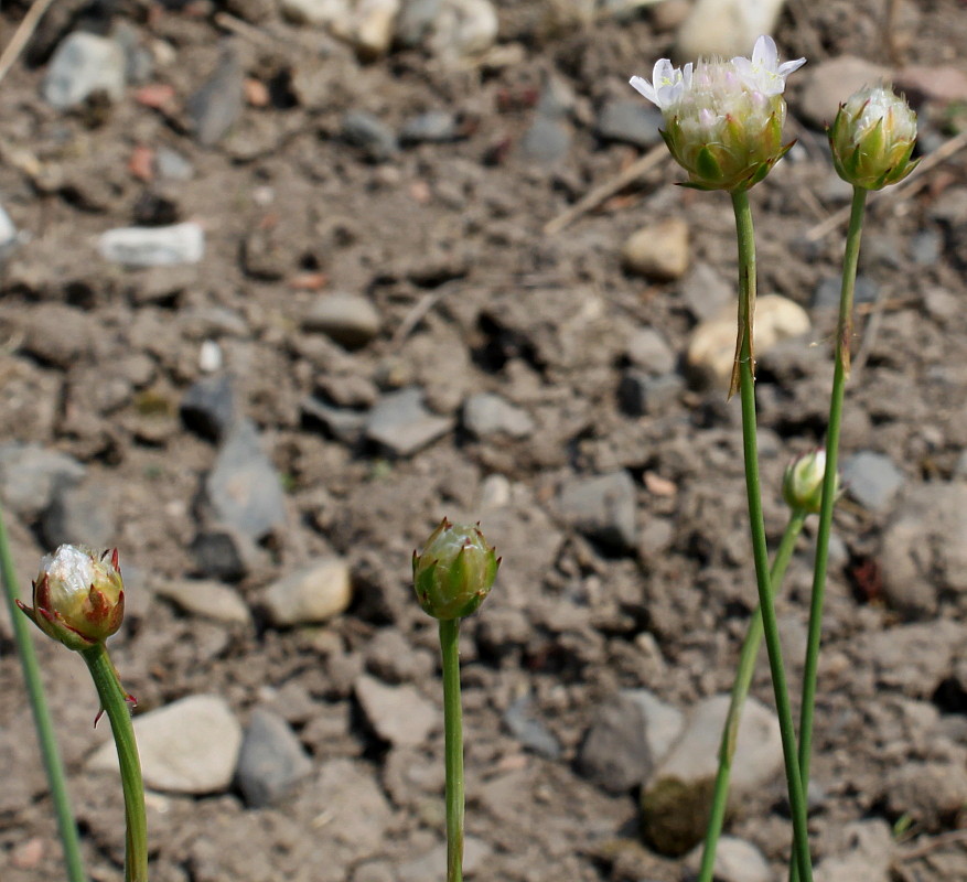 Image of Armeria welwitschii specimen.