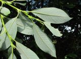 Salix dasyclados Wimm. × Salix cinerea