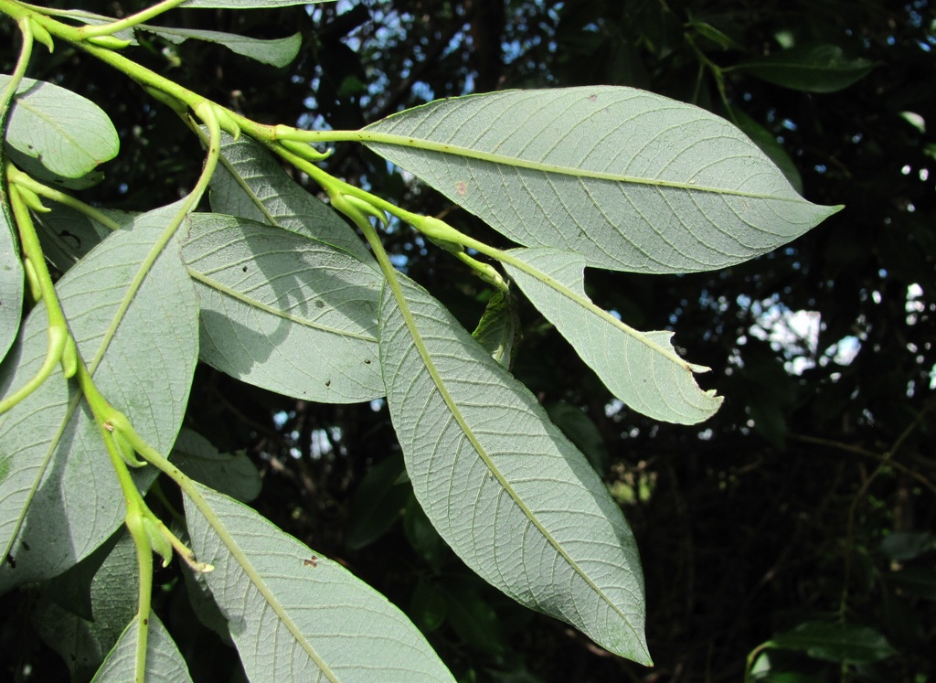 Image of genus Salix specimen.
