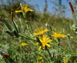 Chondrilla juncea