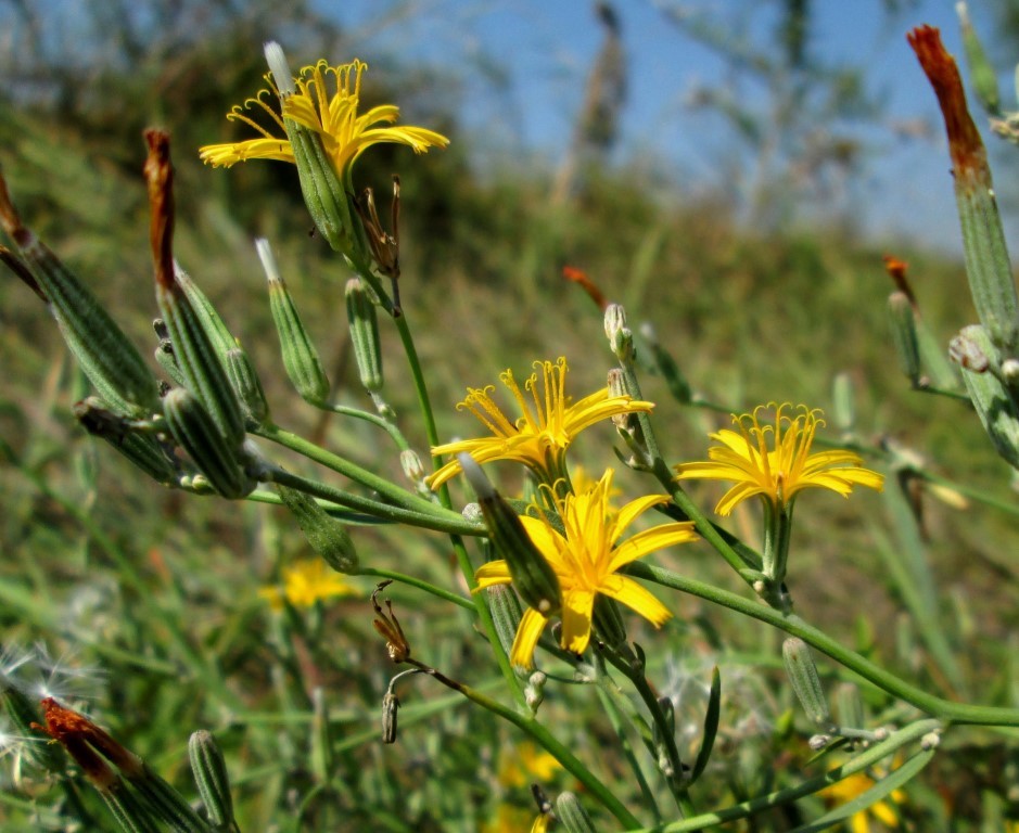 Изображение особи Chondrilla juncea.