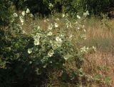 Alcea rugosa. Цветущий куст. Украина, Запорожская обл., Мелитопольский р-н, окраина пгт Мирное. 10.08.2013.