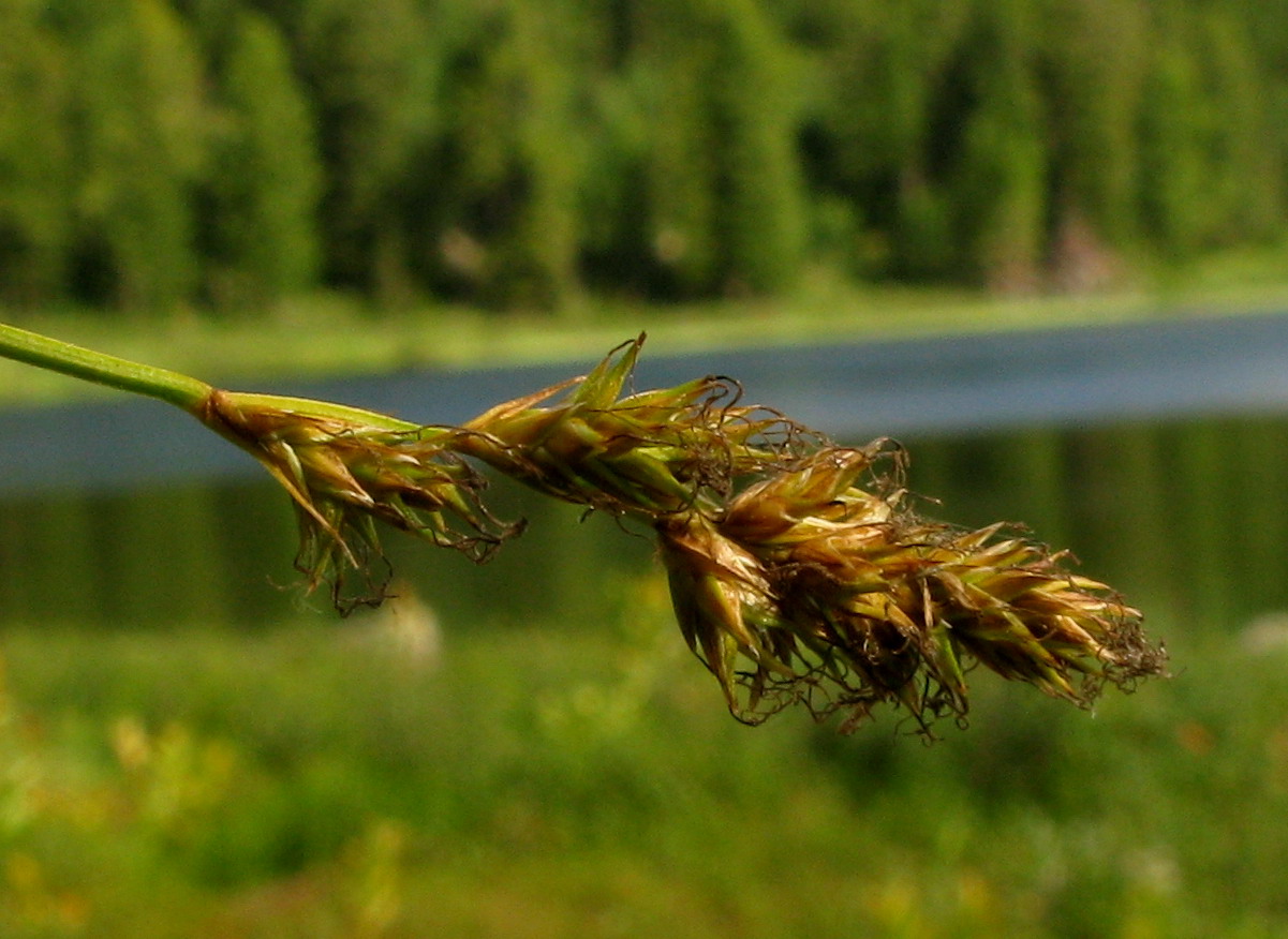 Изображение особи Carex iljinii.