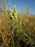 Linaria ruthenica