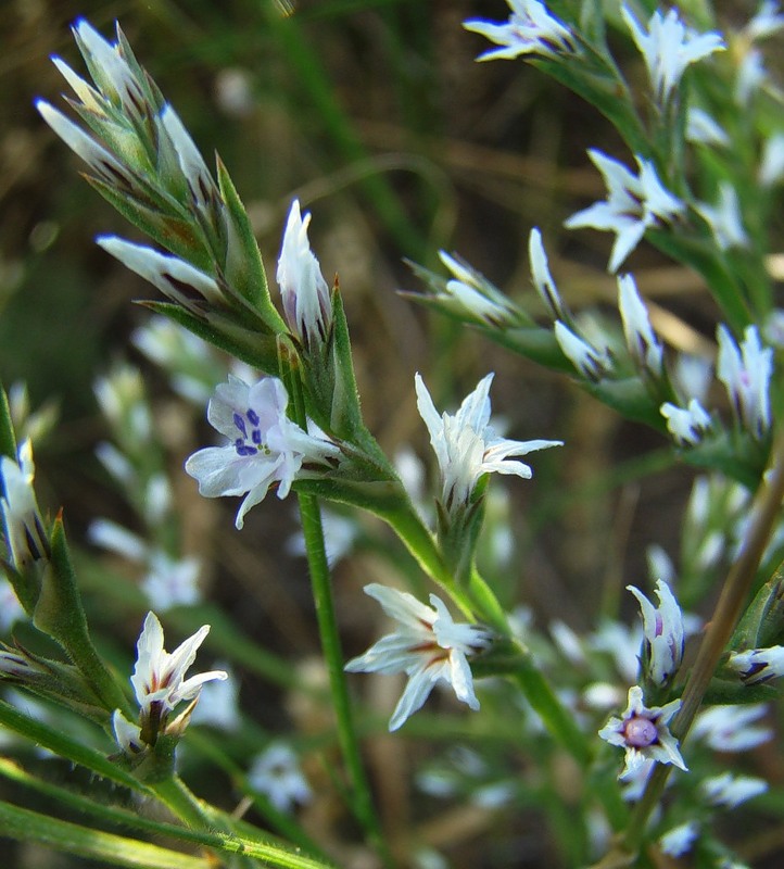 Image of Goniolimon tataricum specimen.