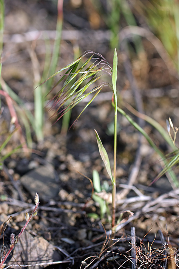 Image of Anisantha tectorum specimen.