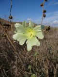 Alcea rugosa