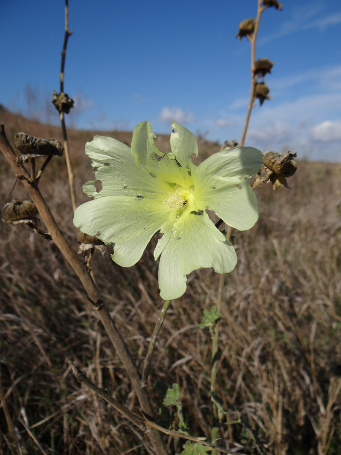 Изображение особи Alcea rugosa.