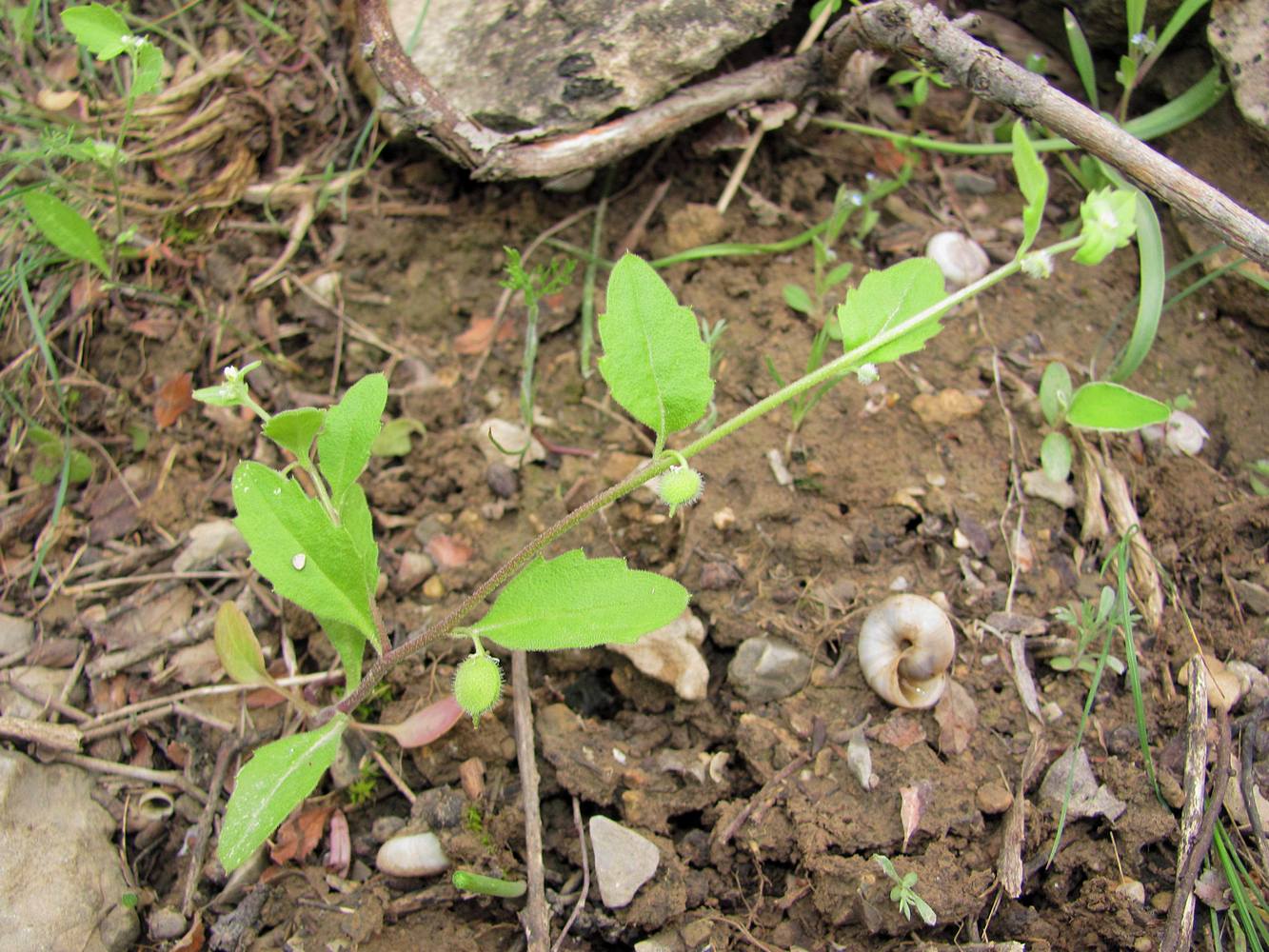 Изображение особи Asperuginoides axillaris.