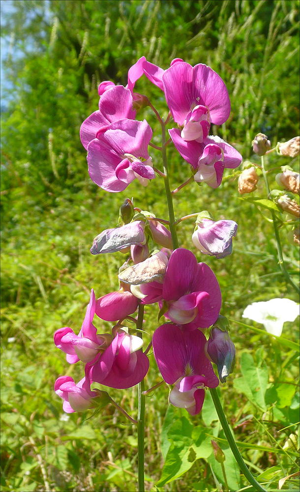 Image of Lathyrus tuberosus specimen.