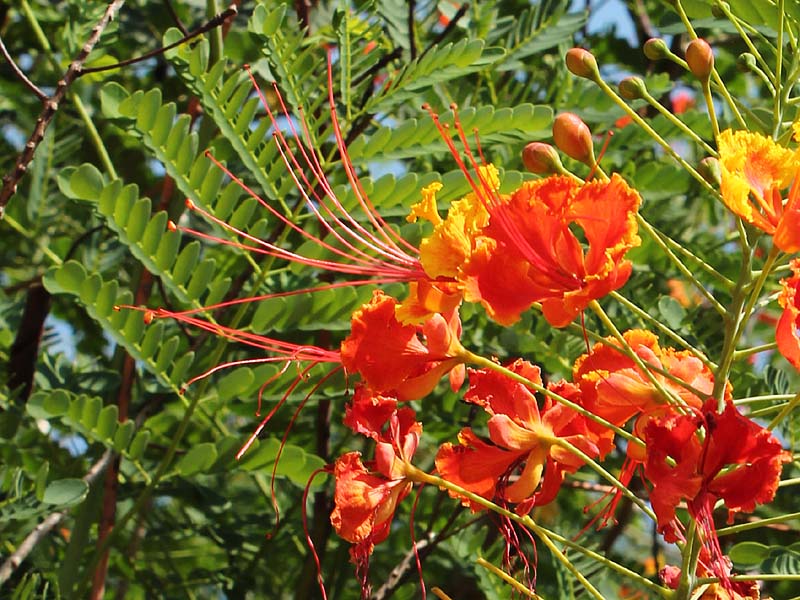 Image of Caesalpinia pulcherrima specimen.