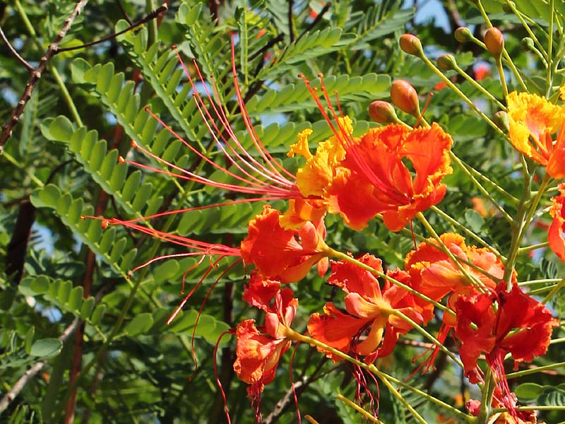 Изображение особи Caesalpinia pulcherrima.