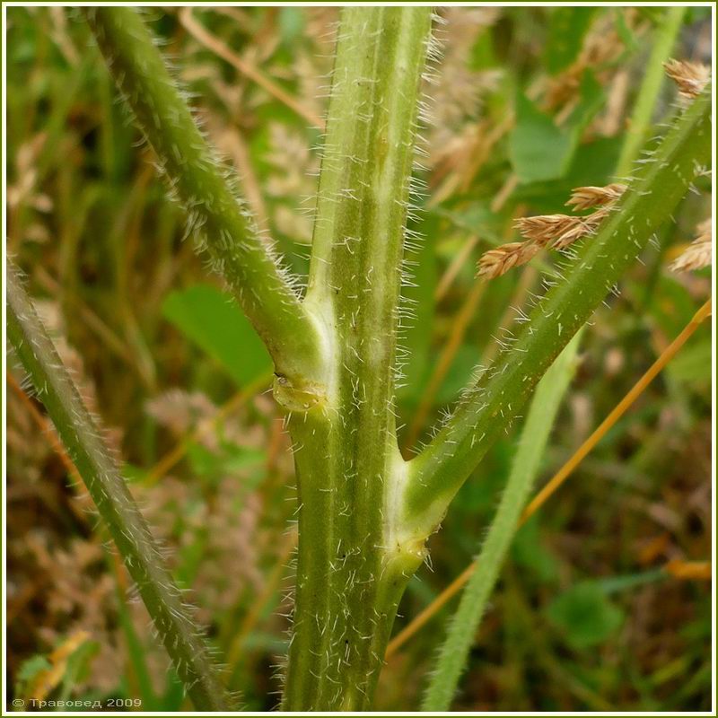 Image of Sisymbrium loeselii specimen.