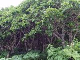 Quercus crispula