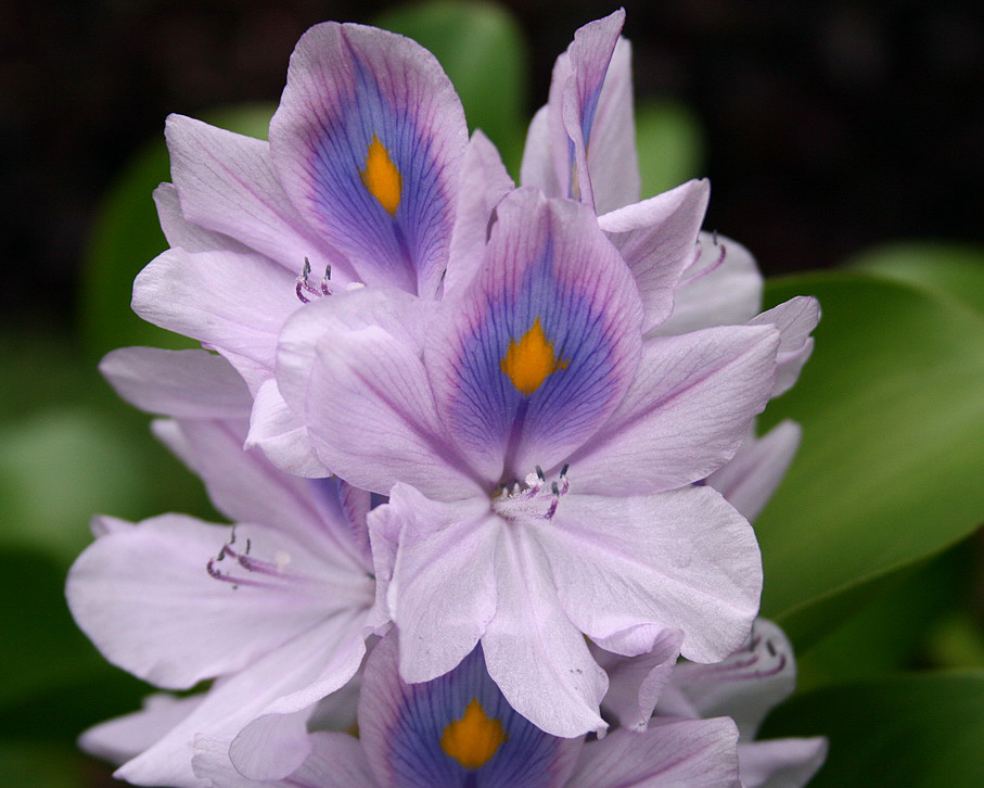 Image of Eichhornia crassipes specimen.