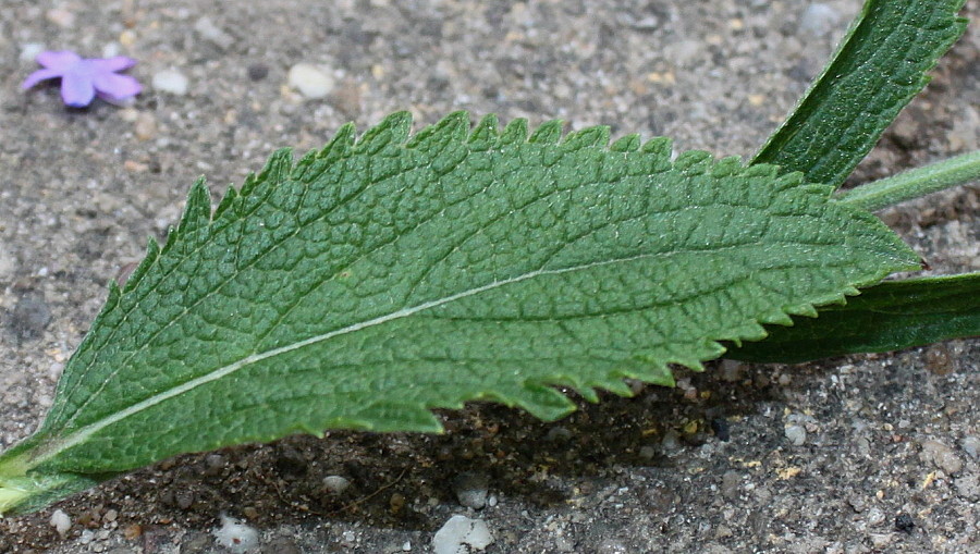 Изображение особи Verbena hastata.