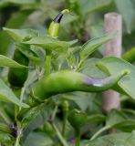 Capsicum annuum