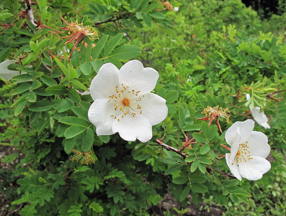 Изображение особи Rosa maximowicziana.