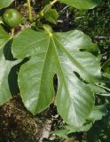 Ficus carica. Лист. Южный Берег Крыма, пос. Отрадное, рядом с тропой возле виноградника. 20.05.2013.