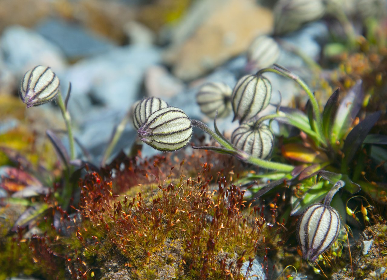 Image of Gastrolychnis uniflora specimen.