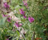 Lythrum salicaria