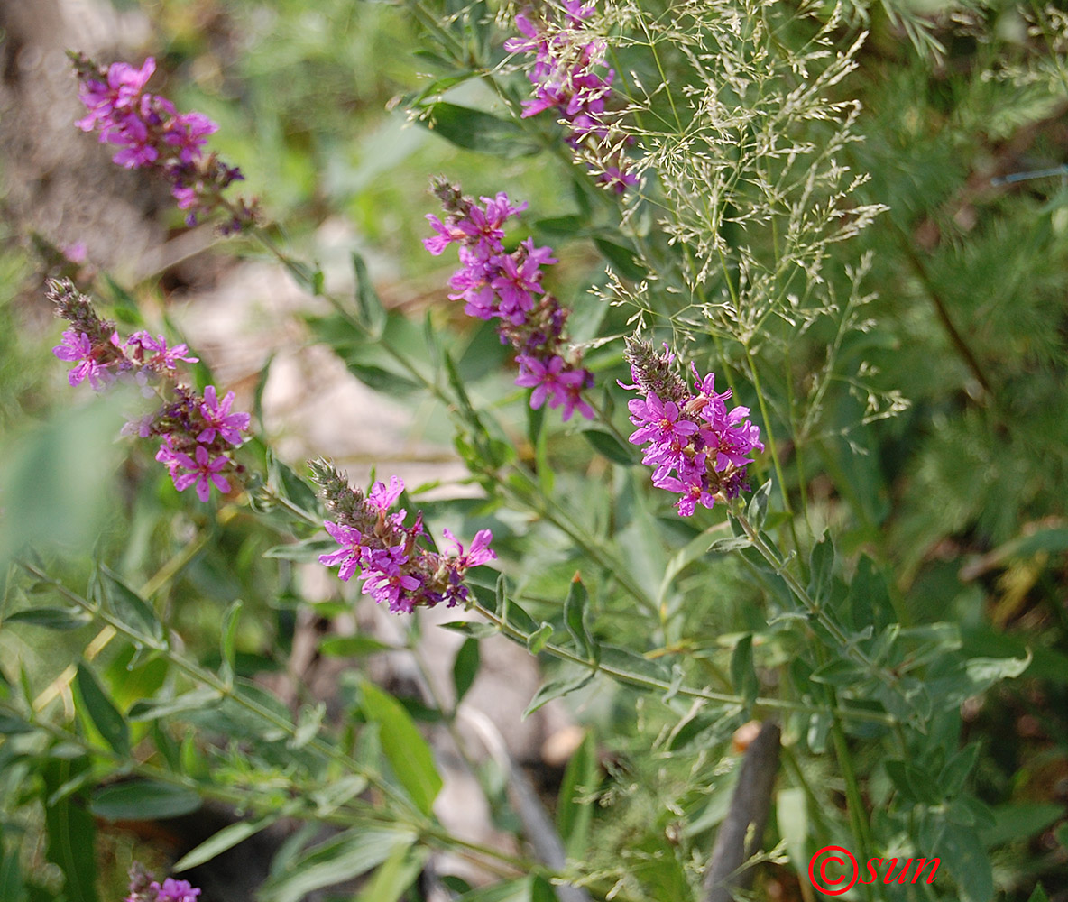 Image of Lythrum salicaria specimen.