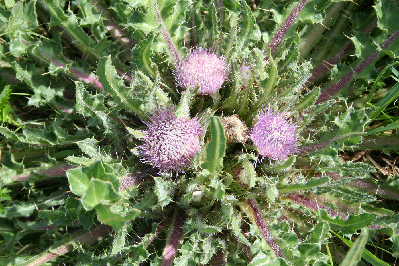 Image of Cirsium esculentum specimen.