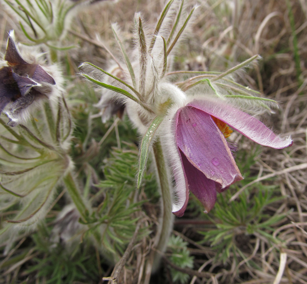 Image of Pulsatilla ucrainica specimen.