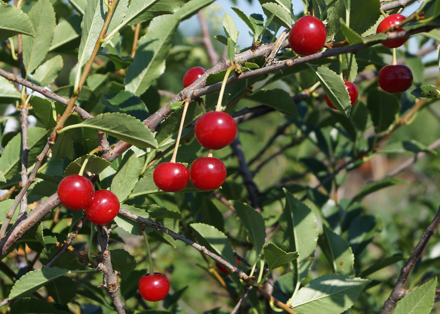 Image of Cerasus fruticosa specimen.