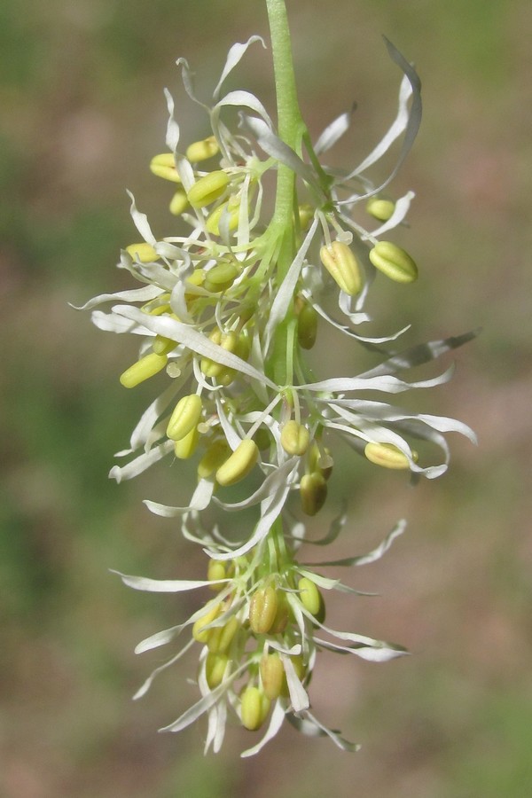 Изображение особи Fraxinus ornus.